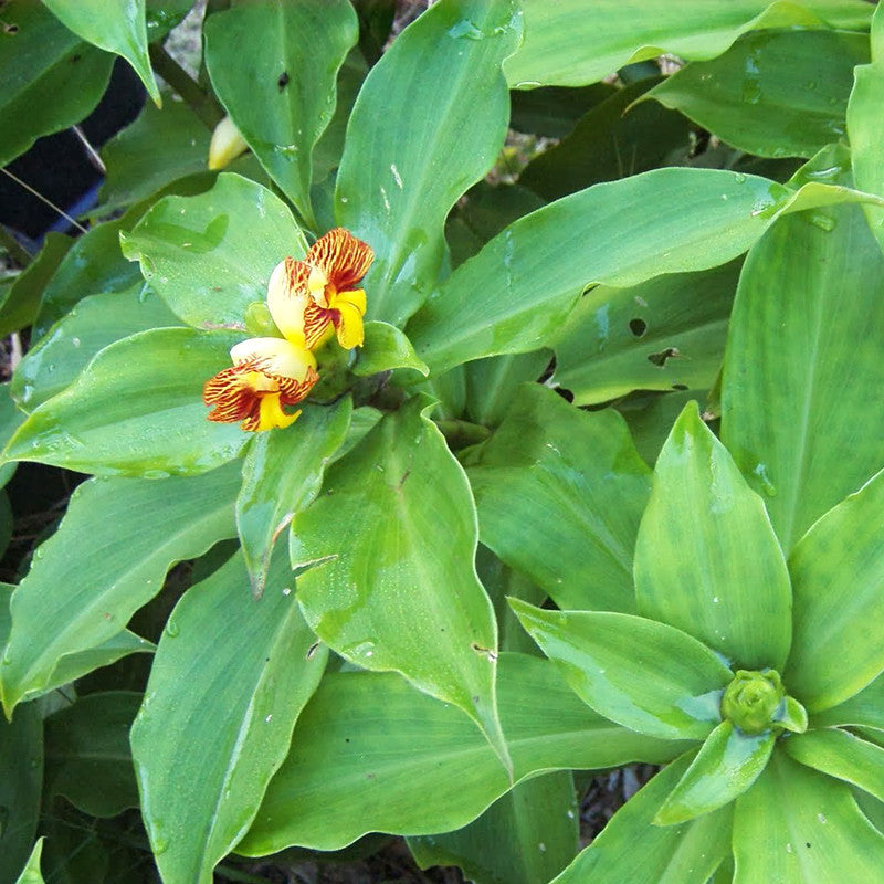 insulin plant indoor or outdoor Chamaecostus cuspidatus/Insulin Plant