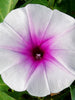 Ipomoea aquatica - Creepers & Climbers