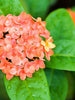 Ixora Semi Dwarf  Orange - Flowering Shrubs