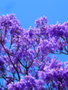 Jacaranda mimosifolia / Neel Mohar - Avenue Trees