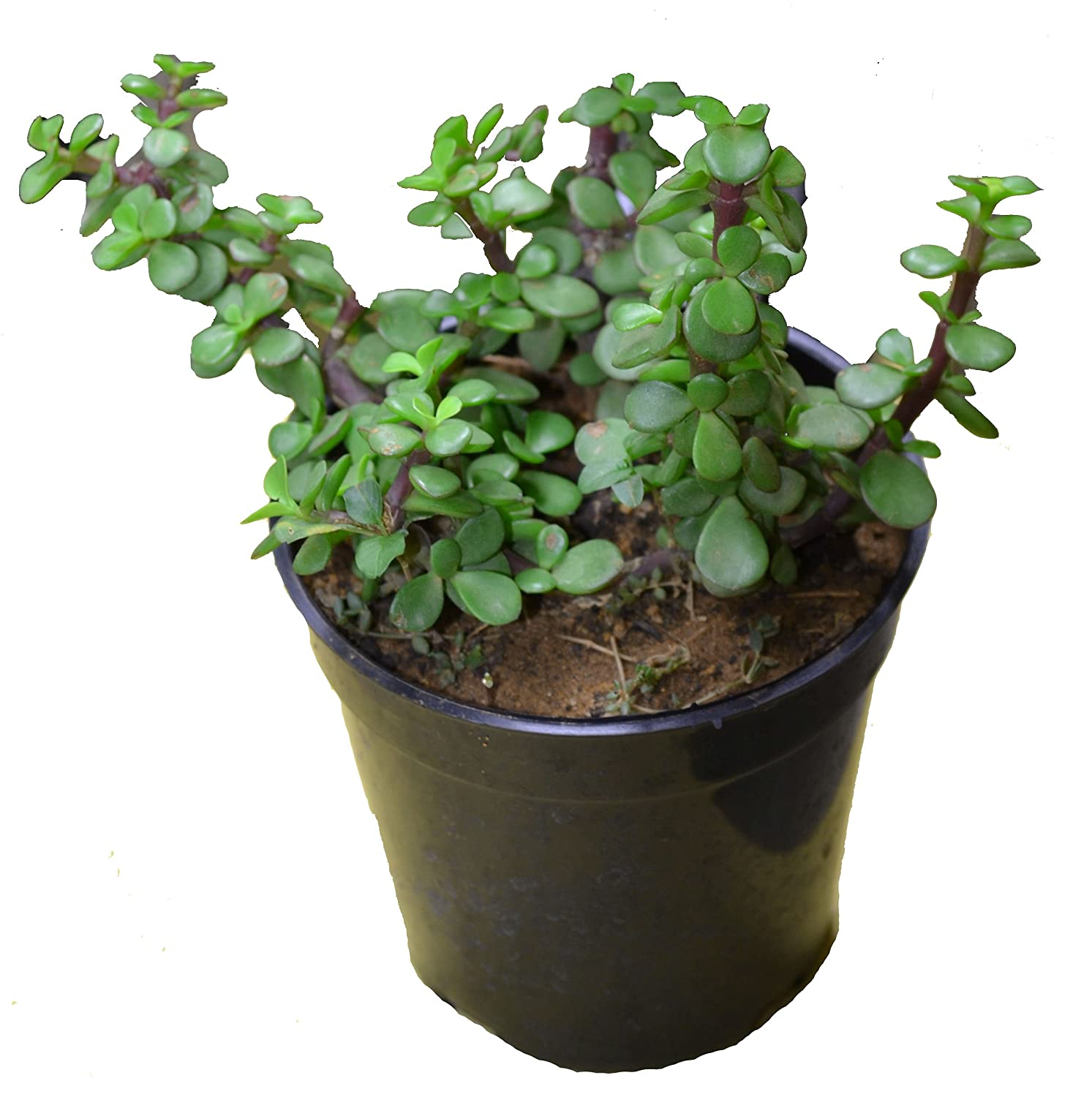 Jade Green - Indoor Plants – Exotic Flora