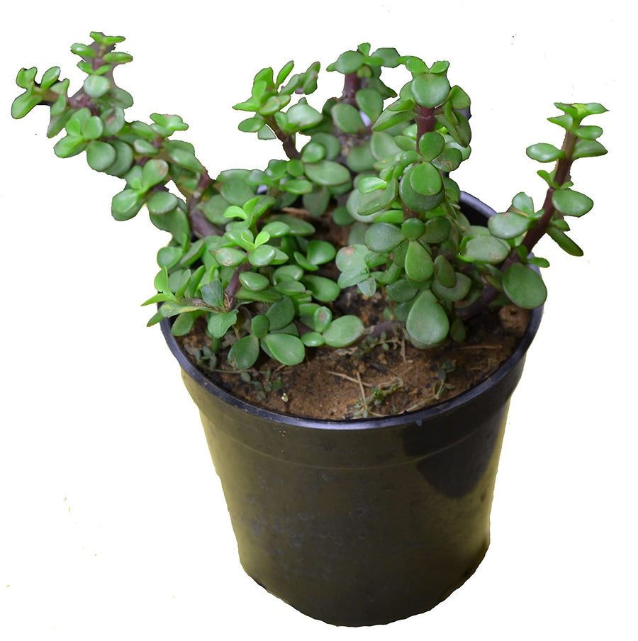 jade plant cost in india Jade Green