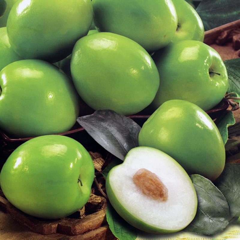 Indian Jujube Apple(Grafted) -Fruit Plants & Tree– Exotic Flora 