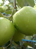 Indian Jujube Apple (Grafted) - Big Size Plants