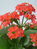 Kalanchoe blossfeldiana red single - Flowering Plant