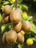 Kiwi Fruit (Grafted)