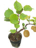 Kiwi Fruit Dwarf Female (Grafted) - Fruit Plant