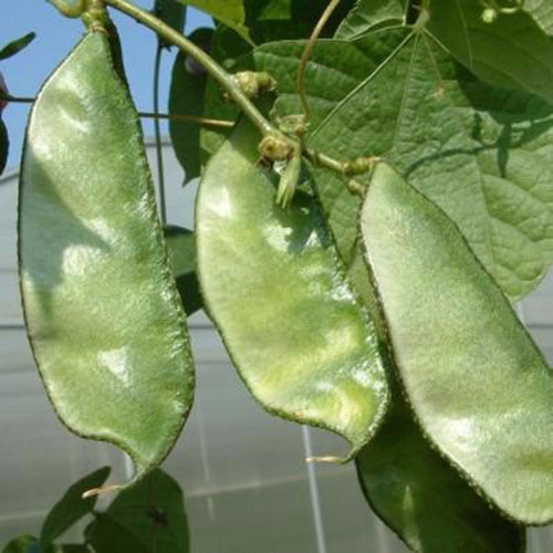 Lablab Bean-Vegetable Seeds– Exotic Flora