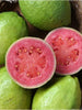 Guava Pink Flesh(Lalitha) - Fruit Plants & Tree