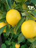 Lemon Balaji - Fruit Plants & Tree