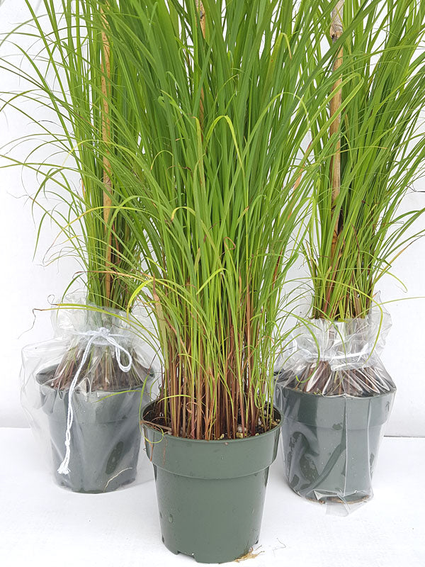 Citronella grass