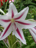 Milk And Wine Lily - Flowering Plants