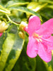 Ravenia spectabilis variegata - Flowering Plants