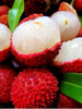 Litchi/Lychee - Big Size Plants