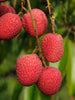 Litchi (Air Layered)- Fruit Plants & Tree