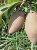 Sapota - Long/Banana-Fruit Plants & Tree.