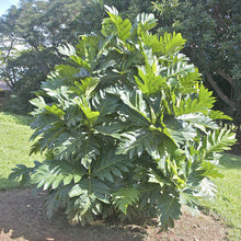 Bread Fruit - Fruit Plants & Tree - Exotic Flora