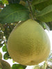 Grapefruit/Pomelo - Fruit Plants