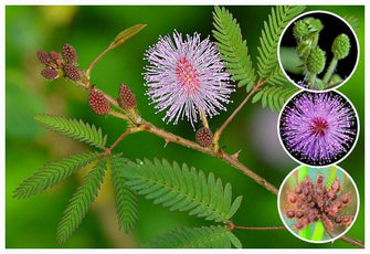 Mimosa pudica (Touch-me-not) - Ornamental Plants