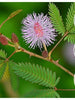 Mimosa pudica (Touch-me-not) - Ornamental Plants