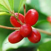 Miracle Fruit - Big Size Plants