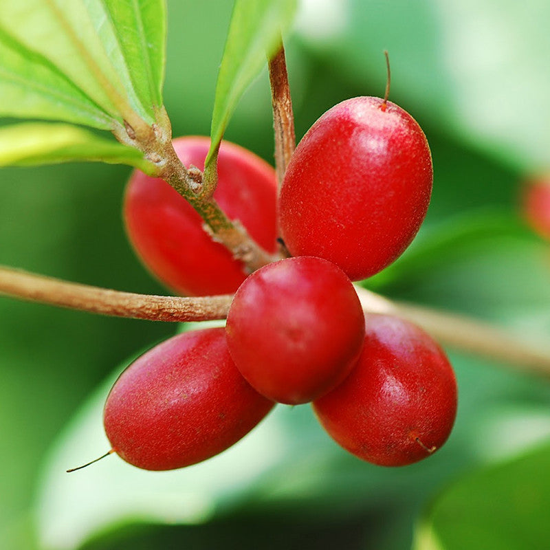 Miracle Fruit - Fruit Plants & Tree – Exotic Flora