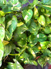 Epipremnum Aureum Goldii Or Money Plant Golden - Gift Plants - Exotic Flora