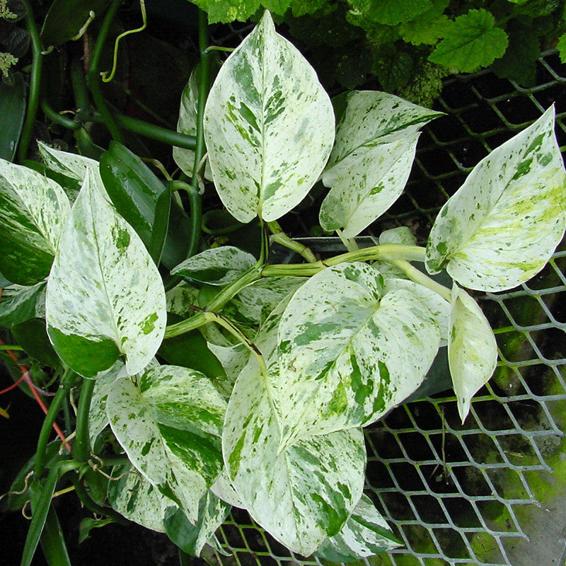 money plant marble queen Marble Queen Money Plant