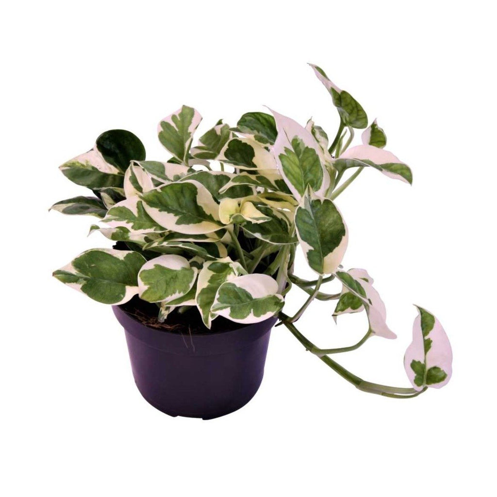 Money Plant N Joy - Indoor Plants – Exotic Flora