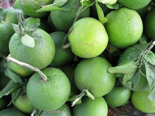 Mosambi(Grafted) - Fruit Plants & Tree– Exotic Flora