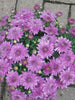 Chrysanthemum Purple - SEASONALS - Exotic Flora