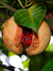 Jayaphal and Jatiphal -KITCHEN/Spices - PLANTS