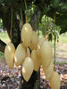 Golden Nam Dok Mai Mango (Grafted) Semi Dwarf - Fruit Plants