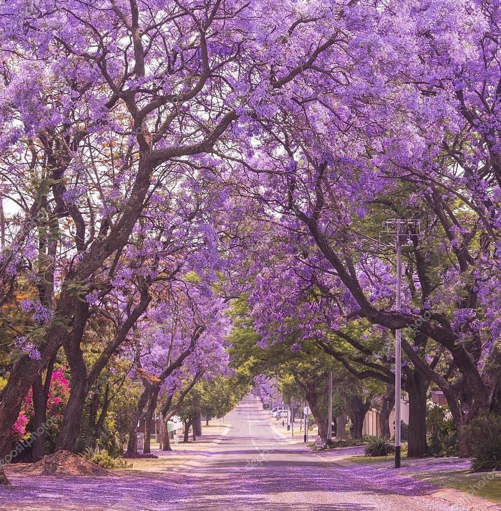 Jacaranda mimosifolia / Neel Mohar - Avenue Trees – Exotic Flora