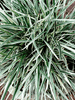 Ophiopogon jaburan Variegata/Ribbon - Ornamental Plants