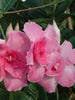 Mandevilla Pink Double - Creepers & Climbers