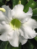 Adenium  White - Flowering Plants - Exotic Flora