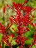 Odonotonema Strictum - Flowering Shrubs