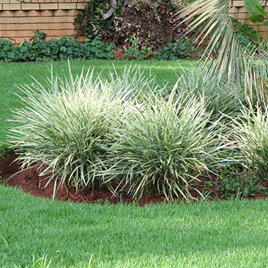Ophiopogon jaburan Variegata/Ribbon