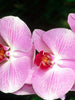 Phalaenopsis Hybrid/Orchids Pink - Gift Plants