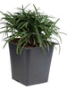 Mondo Grass Dwarf - Ornamental Plants
