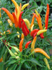 Ornamental chilli/Pepper-Vegetable Seeds