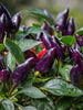 Ornamental chilli Purple - Ornamental plant