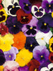 Pansy-Flower Seeds