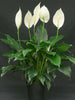 Peace Lily/Spathiphyllum Macrophyllum - Indoor Air-Purifying