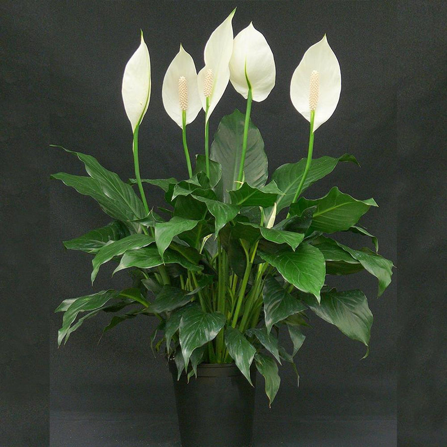 peace lily maximum height Peace Lily/Spathiphyllum Macrophyllum