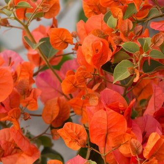 Bougainvillea orange- Flowering shrubs - Exotic Flora
