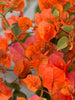 Bougainvillea orange- Flowering shrubs - Exotic Flora