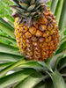 Pine Apple - Fruit Plants & Tree