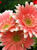 Gerbera Plant pink - Top Bed Room